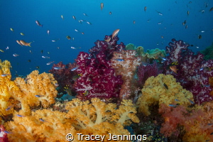 A soft coral garden in Raja Ampat, Indonesia by Tracey Jennings 